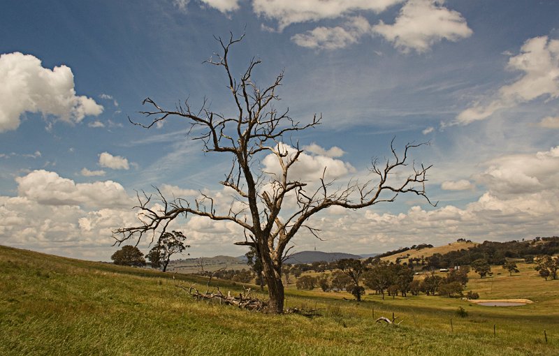 storm tree.jpg